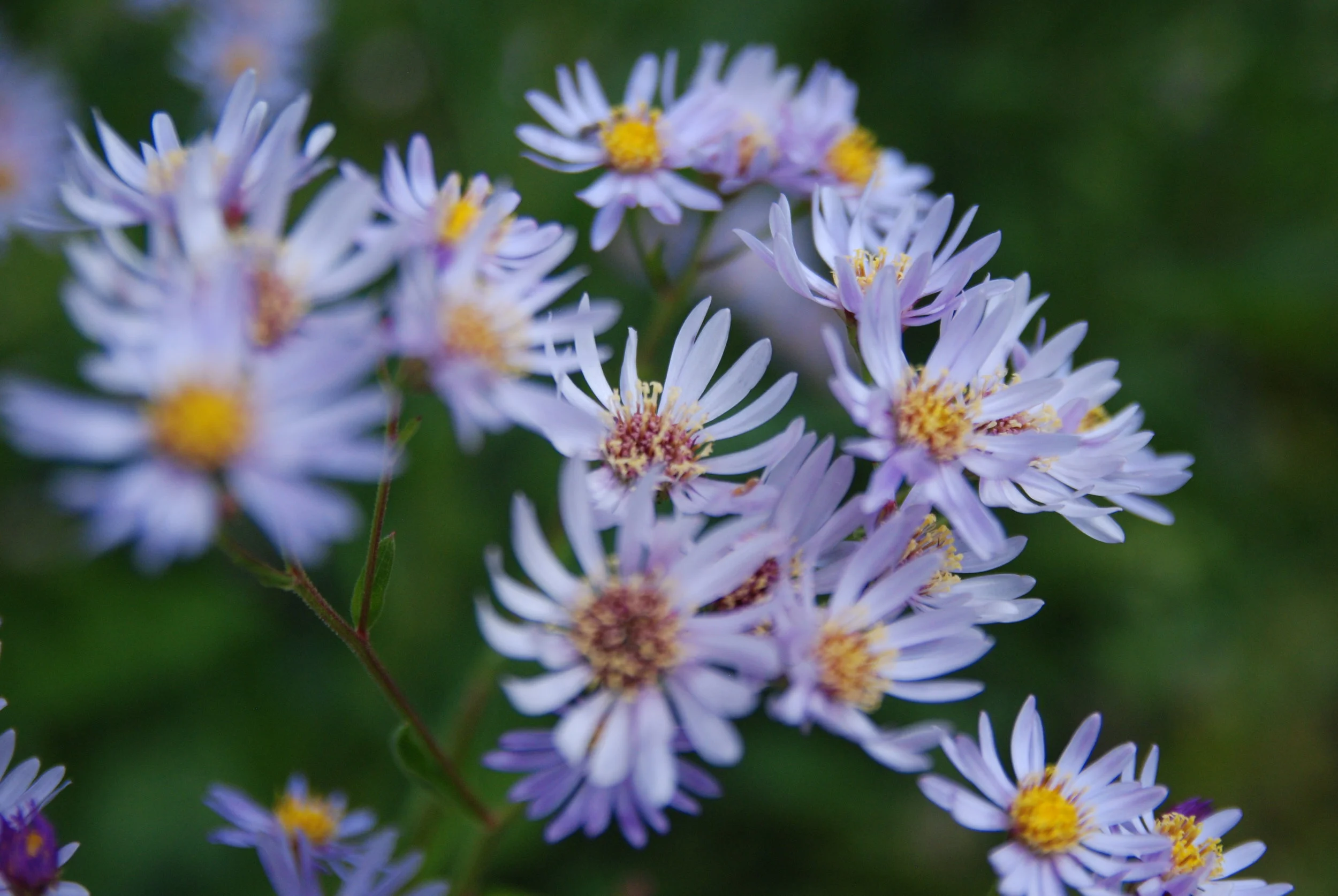 DSC_6527.JPG