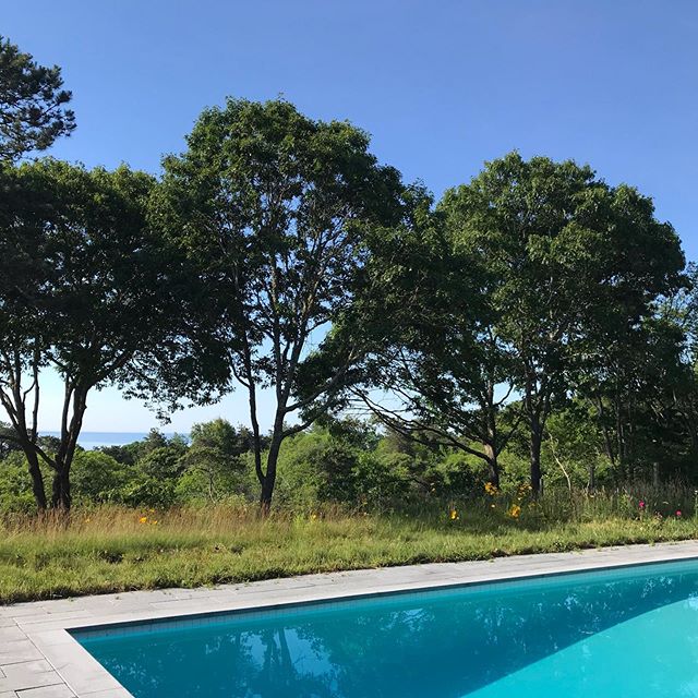 Morning swim with ocean view and hillside throbbing with birdsong, scrub oaks, sassafras and wildflowers #landscapephotography #nature #roadtrip #marthasvineyardstyle