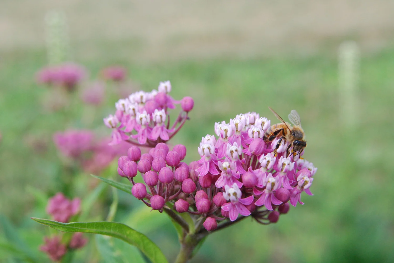 bee on flower.jpg