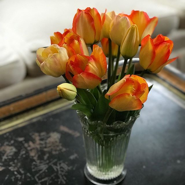 Gorgeousness 🥰 I planted these on a grey cloudy fall day and look at the color that’s pushed up through the soil. These are Daydream, a lovely bicolor I discovered through my tulip mentor @nbharder (forever grateful). These beauties come at the right time of year! #itsthelittlethings #flowers #mothersday #tulips #floral