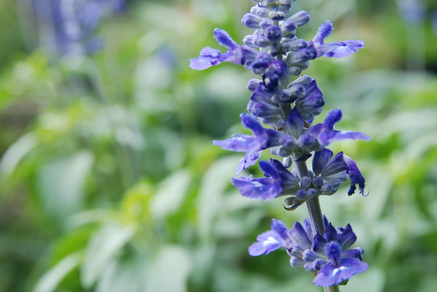 Salvia ‘Victoria’ in the vegetable garden