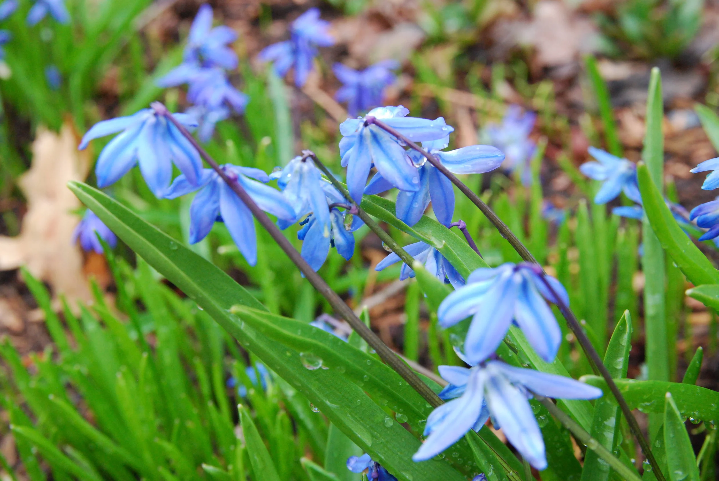 Scilla siberica ‘Spring Beauty’