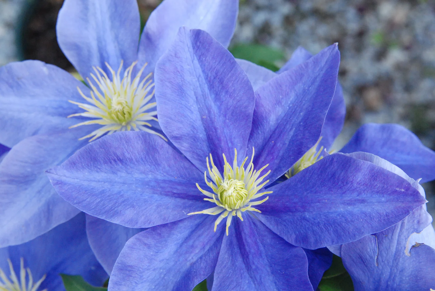 Clematis vine with a good combination of blue and purple
