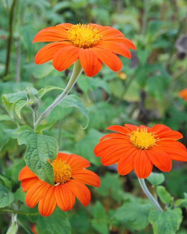 Every spring as I go through the ritual of buying annuals I always look for this one: Mexican sunflower (Tithonia rotundifolia). Thank you @redwagonplantsvt for propagating this and so many others. Plants are nearly 12” in four inch pots, my client has a jump on summer blooms. This annual grows to 72” with a multi branching habit, great cut flowers attract bees and butterflies. A tall focal point for back of the border 🧡 #flowersofinstagram #summer #sunflower #garden #gardencolor