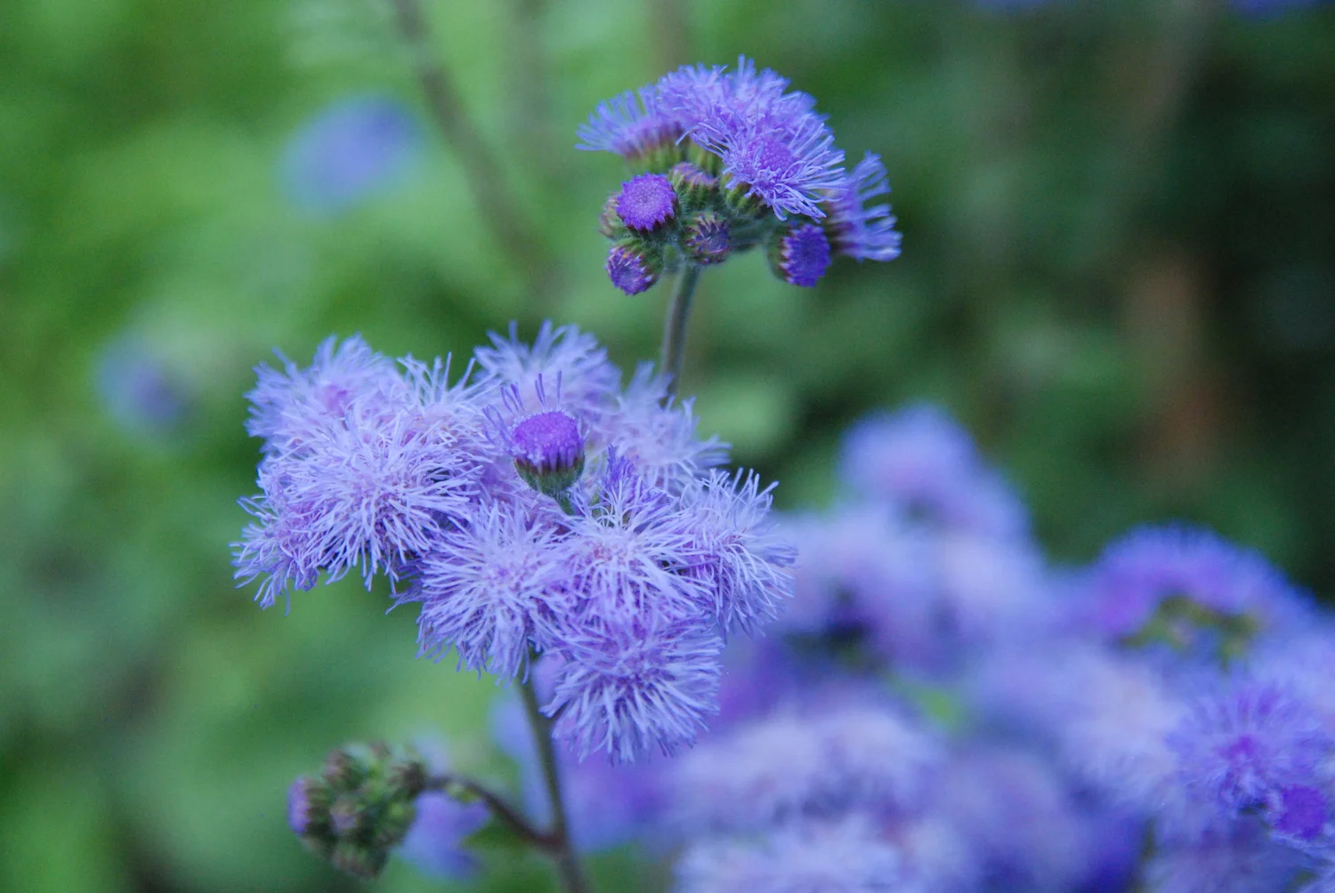 Ageratum ‘Blue Horizon’