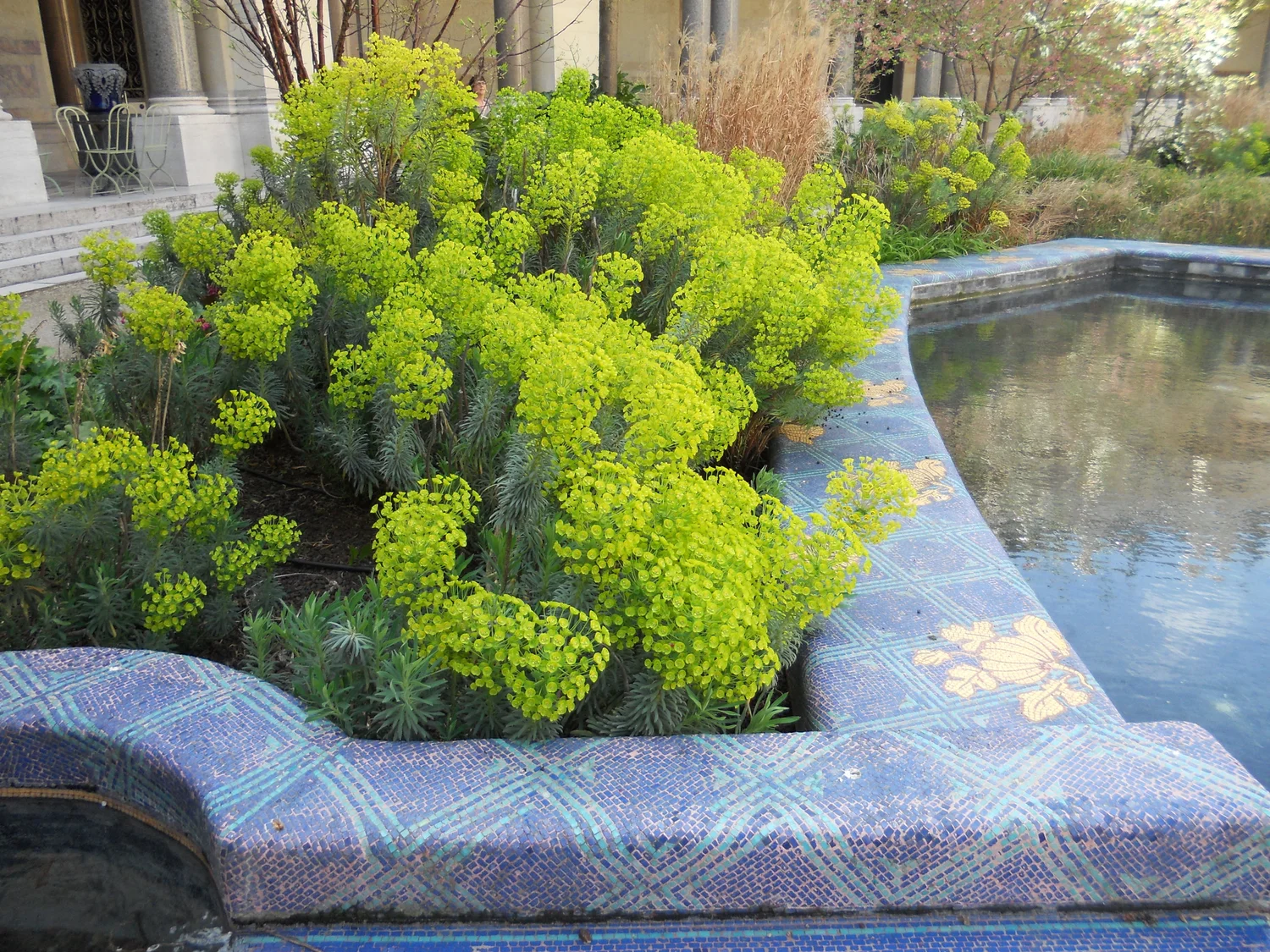 Euphorbia surrounding pool