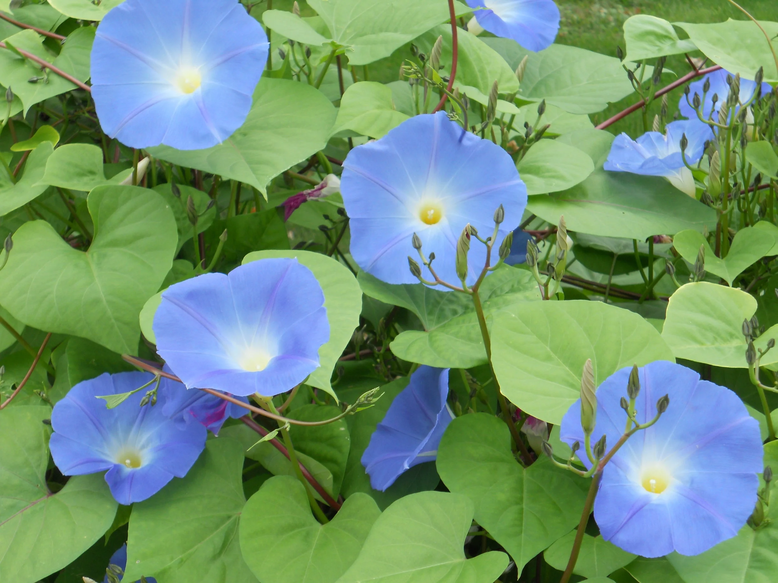 Ipomea ‘Heavenly Blue’