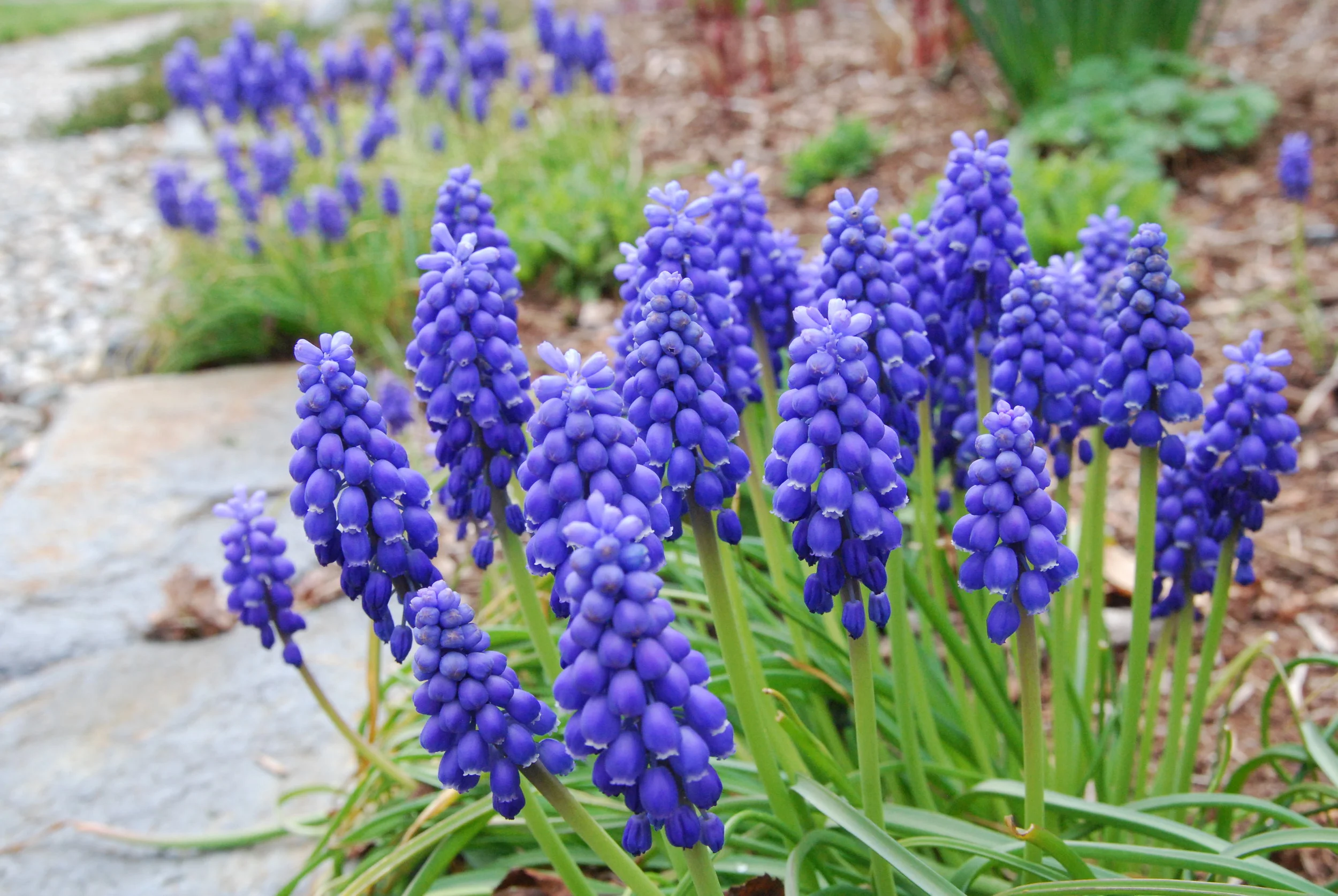 Muscari armeniacum, blue grape hyacinth